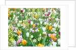 Colorful Tulip flowers by Assaf Frank